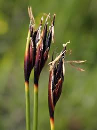 Attēlu rezultāti vaicājumam “Schoenus ferrugineus”