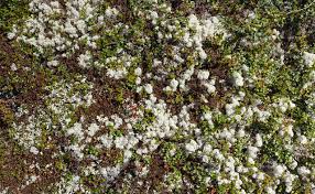 Attēlu rezultāti vaicājumam “Betula nana flower”