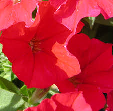 Image result for Petunia