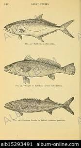 Image result for Lichia amia