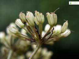 Attēlu rezultāti vaicājumam “Selinum carvifolia fruit”