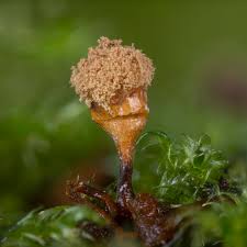 Attēlu rezultāti vaicājumam “Hemitrichia decipiens”