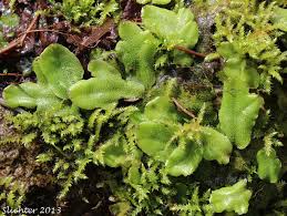 Attēlu rezultāti vaicājumam “Conocephalum conicum”
