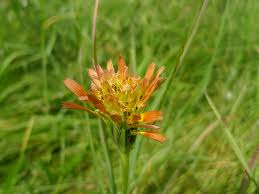 Image result for Tragopogon pratensis