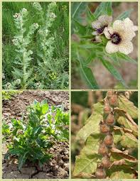 Attēlu rezultāti vaicājumam “Hyoscyamus niger flower”