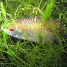 Image result for Rutilus caspicus