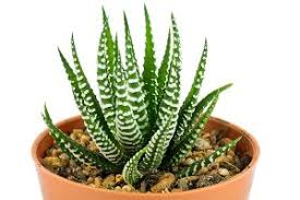 Image result for Haworthia
