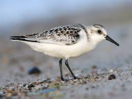 Attēlu rezultāti vaicājumam “Calidris alba”