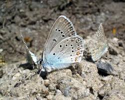 Attēlu rezultāti vaicājumam “Agrodiaetus amandus female”