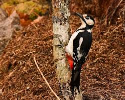 Attēlu rezultāti vaicājumam “Dendrocopos major female”