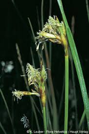 Attēlu rezultāti vaicājumam “Eriophorum gracile leaf”