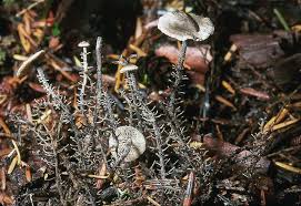 Attēlu rezultāti vaicājumam “Collybia sp.”