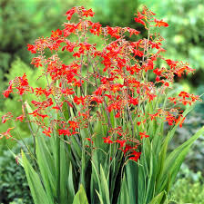 Attēlu rezultāti vaicājumam “xComagaria rosea”