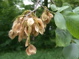 Attēlu rezultāti vaicājumam “Ulmus laevis fruit”