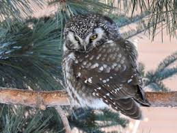 Image result for Aegolius funereus