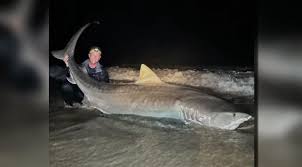 Image result for Chichester Sharks