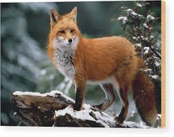 Attēlu rezultāti vaicājumam “Vulpes vulpes”