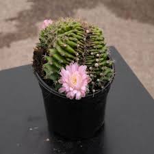 Image result for Gymnocalycium