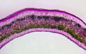 Attēlu rezultāti vaicājumam “Cladonia stellaris”