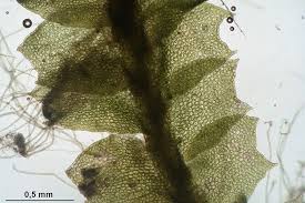 Attēlu rezultāti vaicājumam “Leiocolea collaris”