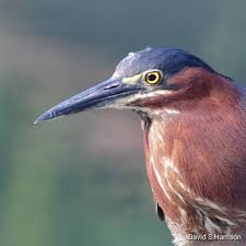 Image result for Butorides virescens