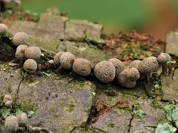 Attēlu rezultāti vaicājumam “Phleogena faginea young”