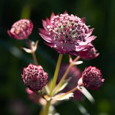 Attēlu rezultāti vaicājumam “Astrantia major fruit”