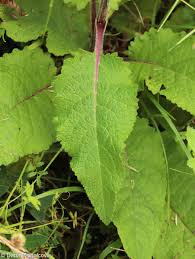 Attēlu rezultāti vaicājumam “Verbascum nigrum leaf”