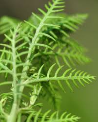 Attēlu rezultāti vaicājumam “Myriophyllum alterniflorum leaf”