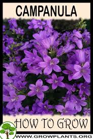 Image result for Campanula formanekiana