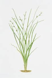 Attēlu rezultāti vaicājumam “Carex remota”