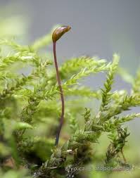 Attēlu rezultāti vaicājumam “Brachytheciastrum velutinum”