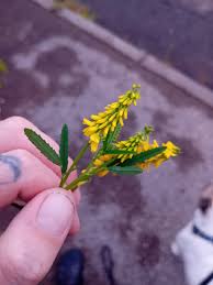 Attēlu rezultāti vaicājumam “Melilotus officinalis leaf”