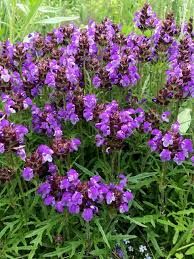 Attēlu rezultāti vaicājumam “Prunella vulgaris”