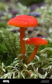 Attēlu rezultāti vaicājumam “Hygrocybe sp.”