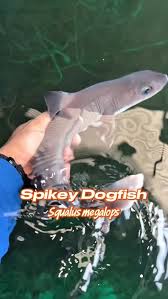 Image result for Mustelus antarcticus