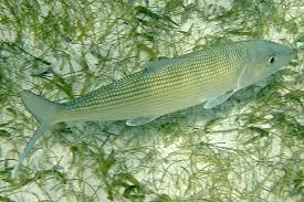 Image result for Albula vulpes