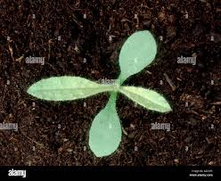 Attēlu rezultāti vaicājumam “Anchusa arvensis leaf”