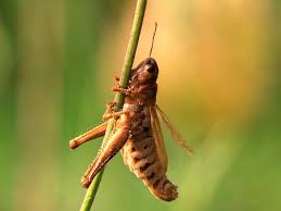 Attēlu rezultāti vaicājumam “Entomophaga grylli”