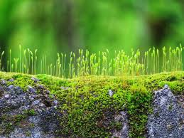 Attēlu rezultāti vaicājumam “Funaria hygrometrica”