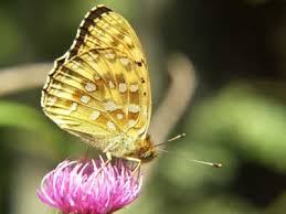 Attēlu rezultāti vaicājumam “Argynnis aglaja underside”