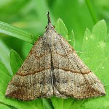 Attēlu rezultāti vaicājumam “Hypena proboscidalis”