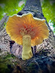 Attēlu rezultāti vaicājumam “Didymium tussilaginis”