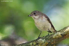 Attēlu rezultāti vaicājumam “Ficedula hypoleuca female”
