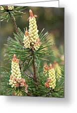Attēlu rezultāti vaicājumam “Pinus sylvestris male flower”