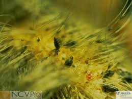 Attēlu rezultāti vaicājumam “Licea pusilla spores”