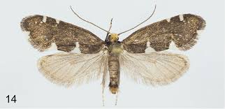 Attēlu rezultāti vaicājumam “Incurvariidae”