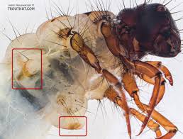 Attēlu rezultāti vaicājumam “Limnephilus larva”