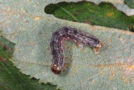 Attēlu rezultāti vaicājumam “Hydriomena impluviata”