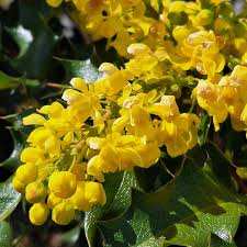 Attēlu rezultāti vaicājumam “Mahonia aquifolium flower”